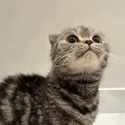 سكوتش فولد (( تم التبني ))