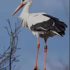 طائر اللقلق