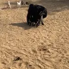 للبيع معزا ولد