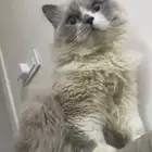 قطي مفقود في تبوك