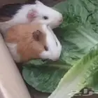 همسترات زوج حجمها كبير