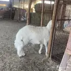 خروف حري ذبيحة