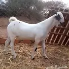 تيس بيشي فاخر