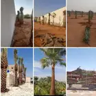 زراعة نخيل واشنطني وعربي