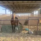 حصان حار انجليزي