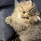 قط شيرازي