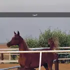 مهرة واهو حفيدة اميرالدجي