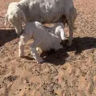 شاه حريه للبيع معها خروف