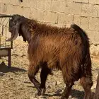 للبيع مشروع فحل تيس مصري بشامي