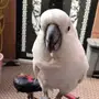 كوكاتو امبريلا ذكي جدا ناطق ولعوب