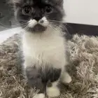بسه