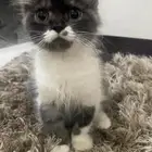 قط شيرازي للبيع