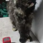 قطة انثى للتبني