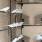 مطير البينو عيون حمر
