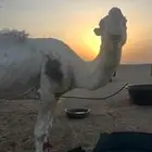 بعير اكحيلاني اوضح انتاجه طيب مشروط من كل عذروب للبيع
