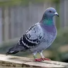 حمام برى