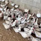 بط بلدي صنف ممتاز احجام جامبو