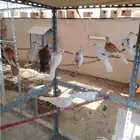 للبيع حمام يا كريم