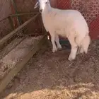 طلي حري