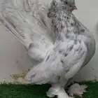 تم البيع خارج الموقع