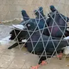 حمام قطيفي قلاب دم وفعل