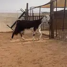 عنز متبع حدرها جفره طيبه