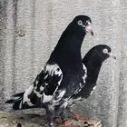 تم البيع تيدي ست ولا أمهات خوارج
