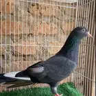 حمام باكستاني للبيع