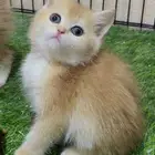 للبيع كيتن اسكوتش قولد ny12 _ الخرج