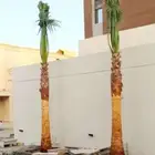 نخل واشنطني واشنطونيا