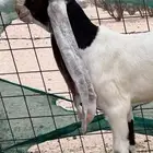 جفره وتيس توم حجازيات نوادر روس فاخره