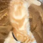 قطه شيرازي