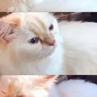 قطه همالايا