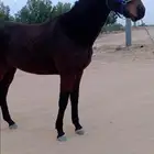 حصان سبوق وسليم شرط جايب المركز4