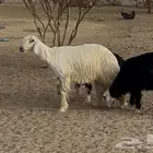 فحل طلي نجدي رملي عيسى. ثني مشروط وهادي يقوده الورع.