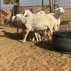 شياه حريات عددها 5 طيبه وسمان وصحتها شرط دفيع مضاريه