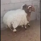 خرفان نعيم