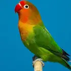 مفقود طائر فيشر