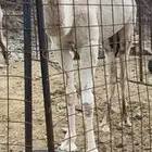 بكره مفرود عمرها حول سبع شهور امه مجموع ع السوم