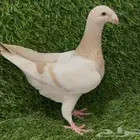 للبيع هومر