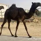 مجهم مفروده كفو طيبه
