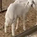خروفين لبانيات فل