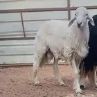 فحل حري مشروط