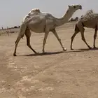 للبيع البكره