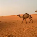 بكره صفرا قرينيه ضريبه