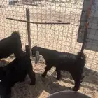 تيوس طيبه عوارض