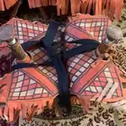 شداد سوداني وجميع مستلزمات الابل