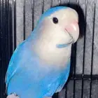 طير روز انثى