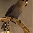 فرخ روز هدد