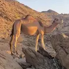 ناقه عادي للبيع